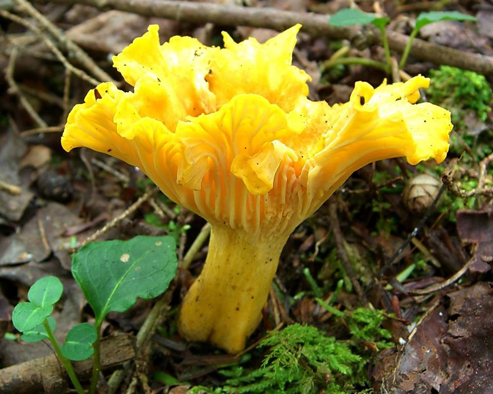 By Jason Hollinger (Flickr: Flame Chanterelle) [CC BY 2.0 (http://creativecommons.org/licenses/by/2.0)], via Wikimedia Commons