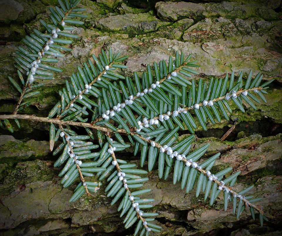 By Nicholas A. Tonelli from Pennsylvania, USA (Henry&#039;s Woods (6)) [CC BY 2.0 (http://creativecommons.org/licenses/by/2.0)], via Wikimedia Commons